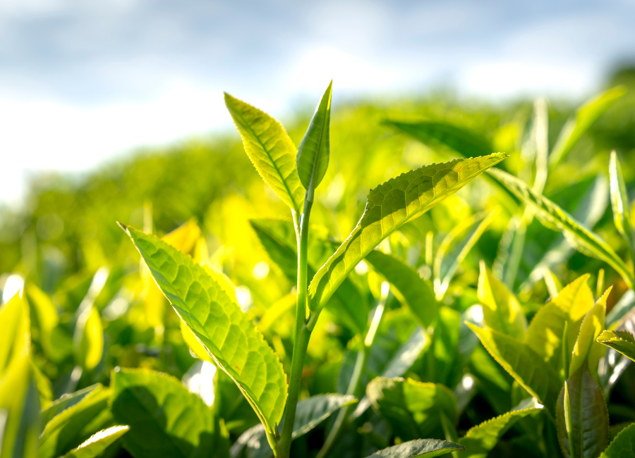 High-quality Indonesian tea products prepared for export buyers